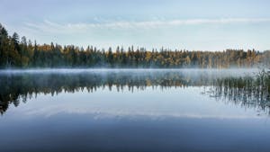 Photo of Trees Near Calm Lake